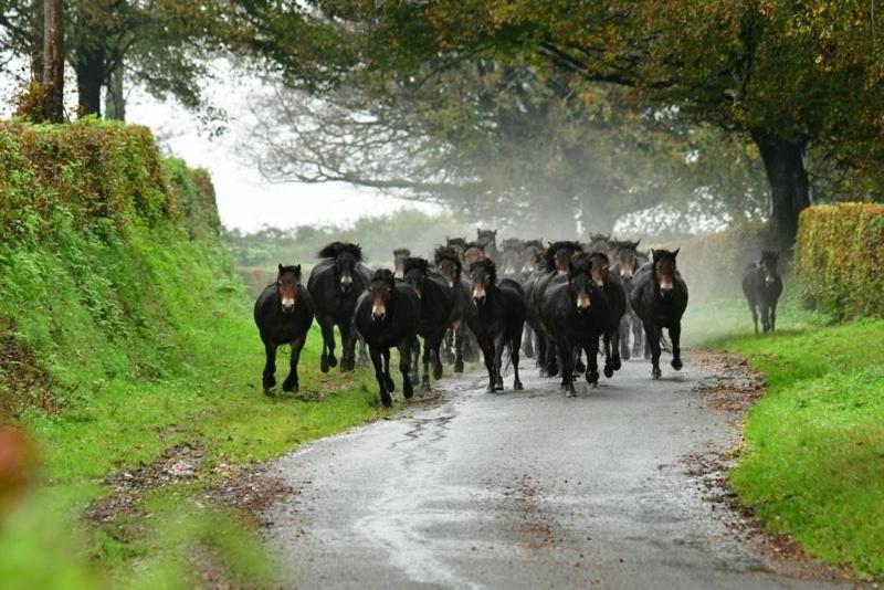 Exmoor Retreat On Two Moors Way Withypool Екстер'єр фото