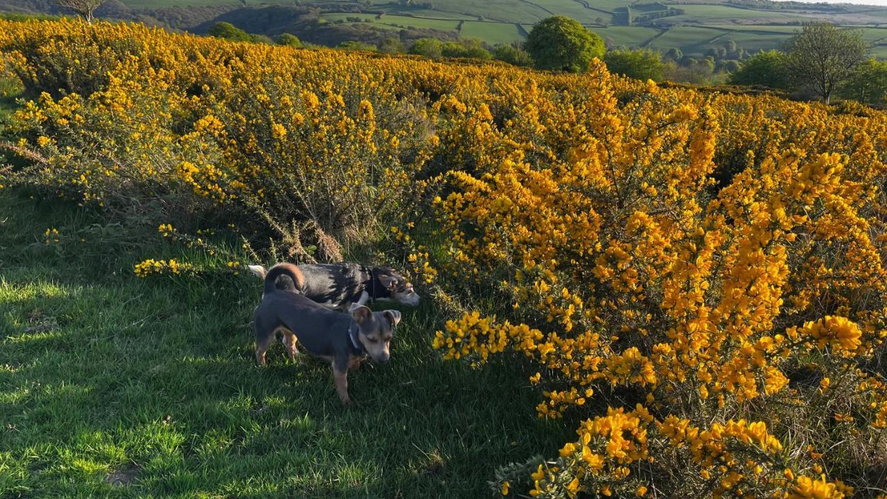 Exmoor Retreat On Two Moors Way Withypool Екстер'єр фото