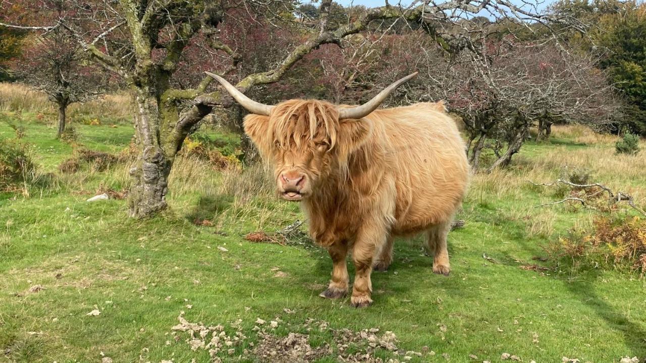 Exmoor Retreat On Two Moors Way Withypool Екстер'єр фото